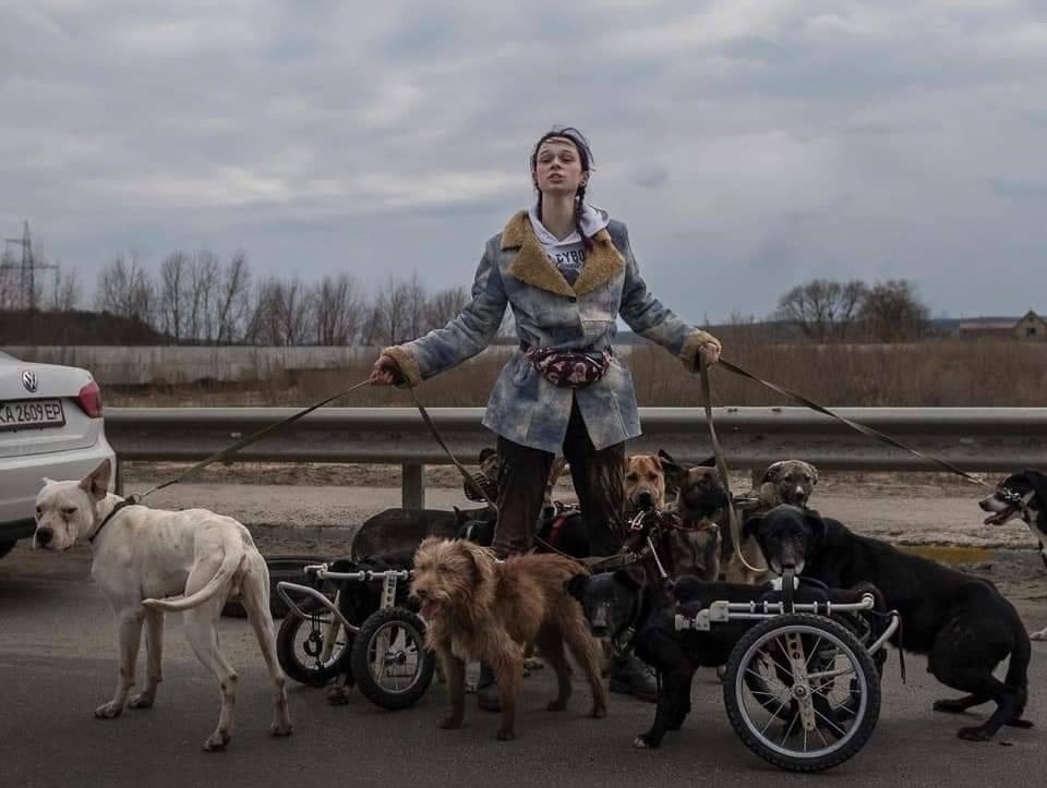 Девушки из Ирпеня, которая вывезла собак-инвалидов.