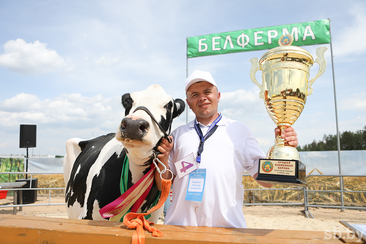 Чемпионка конкурса, корова Белорусочка из СПК «Озеры» Гродненского района. Фото: sb.by.