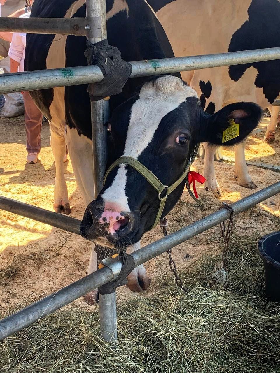 Одна из конкурсанток. Фото: тг-канал «Минсельхозпрод Беларуси»