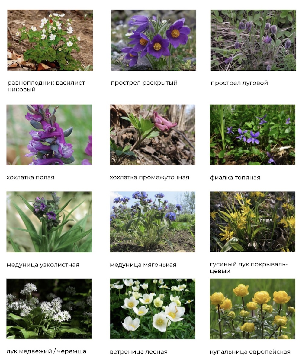 Первоцветы, которые нельзя рвать в лесу. Фото: Туристический Кобрин.