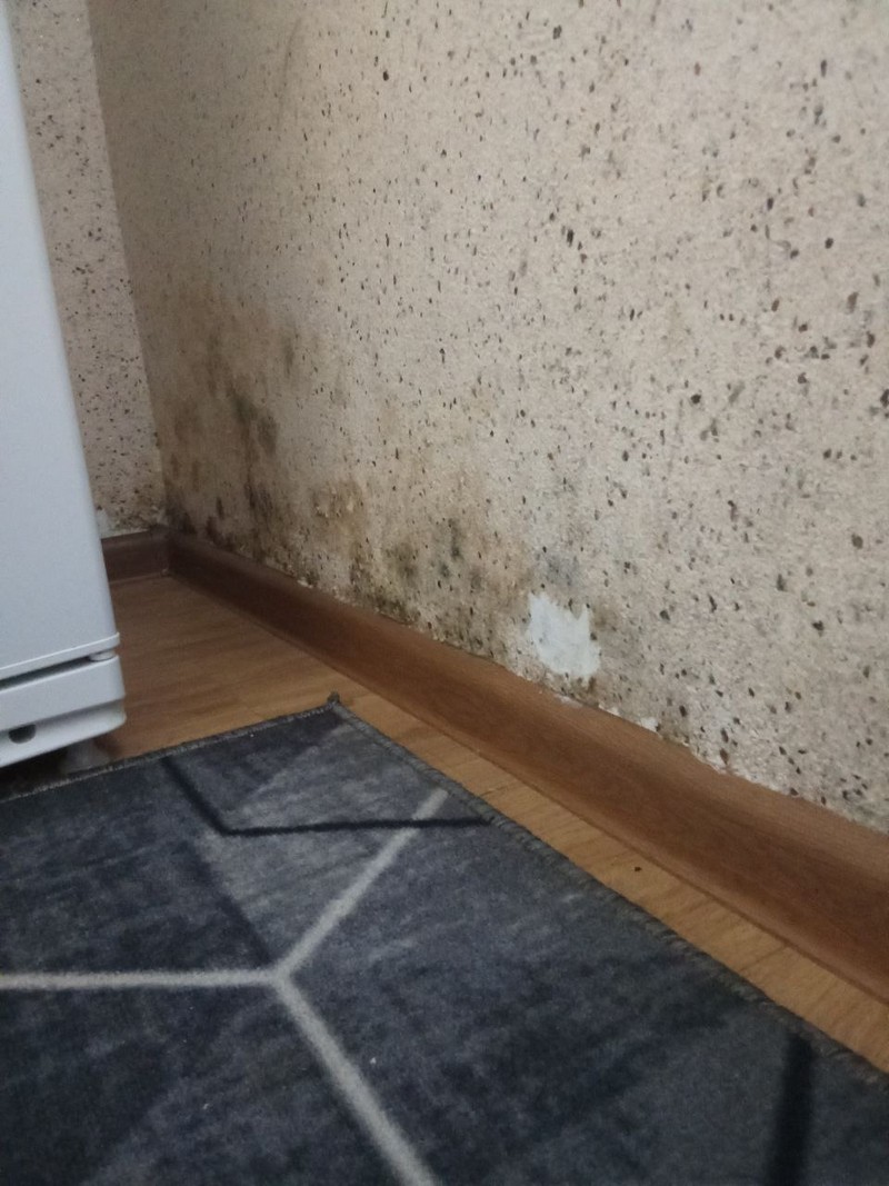 Плесень в квартире многодетной семьи в Дрогичине. Фото из соцсетей Натальи Качиной