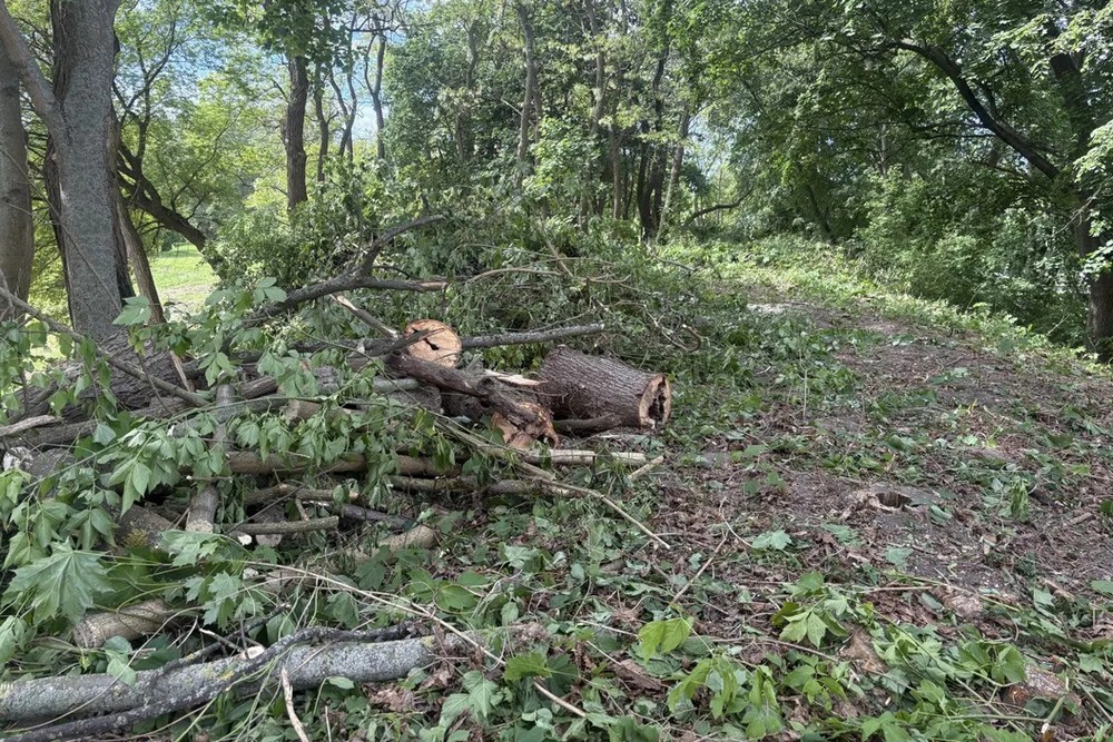Поваленные деревья на территории Брестской крепости в мае 2025 года. Фото: Брестский горисполком
