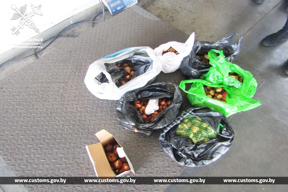 Луковицы тюльпанов, изъятых в пограничном пункте «Козловичи»