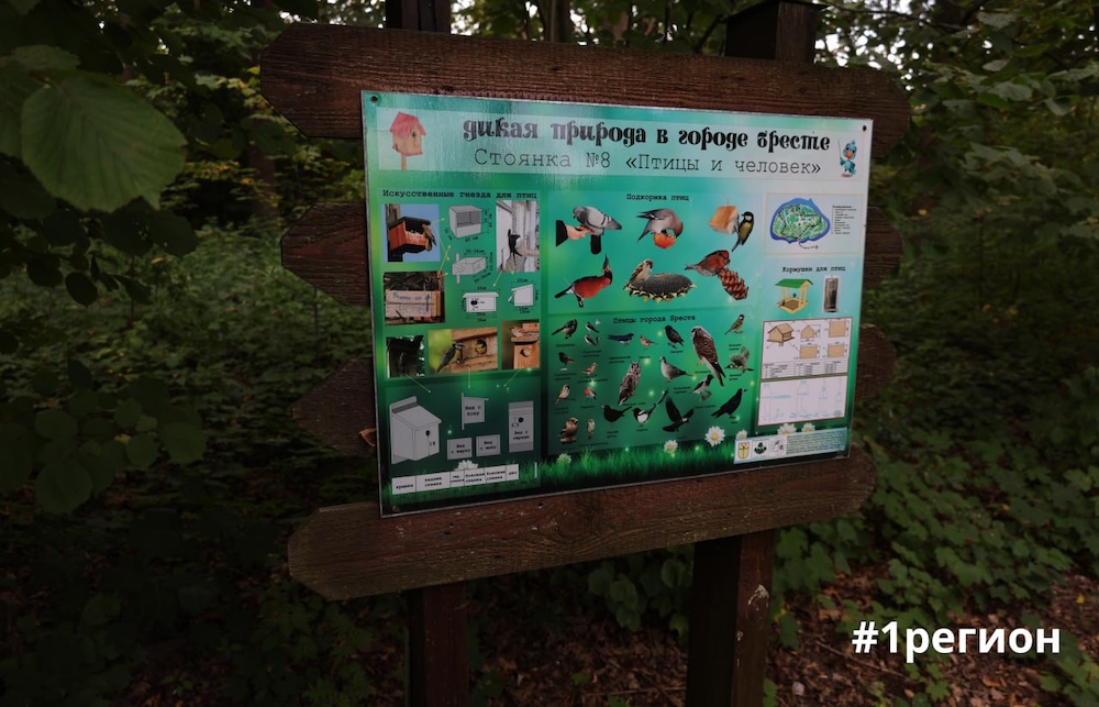 Стоянка#8 «Птицы и человек» в дендрарии Бреста.