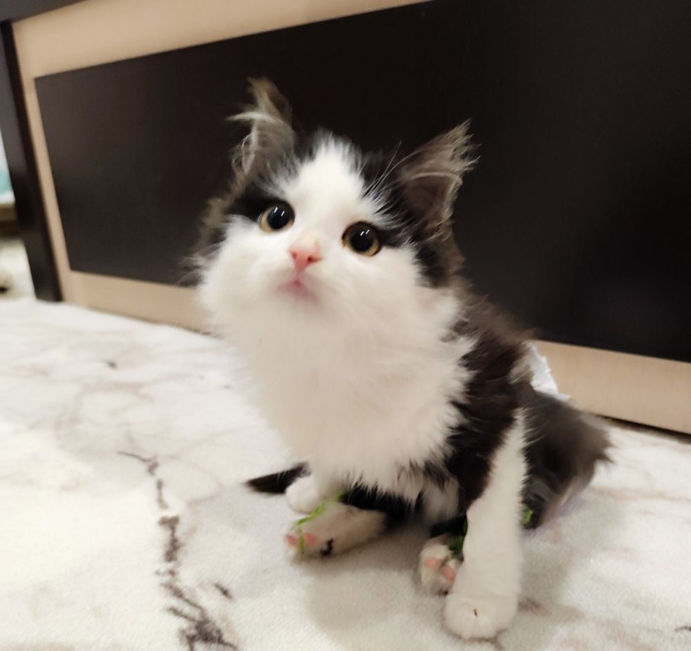 Кацяня пасля медыцынскай дапамогі