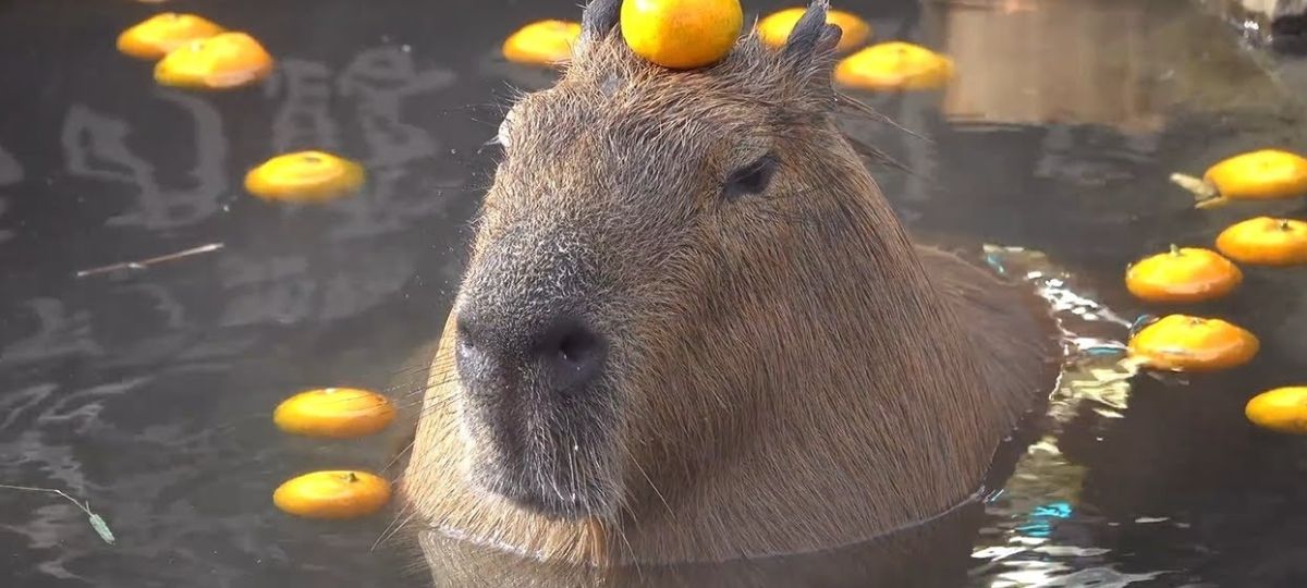 Капибара, животное, грызун