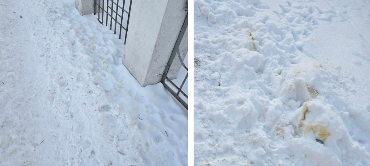 Собаки, Брест, отходы