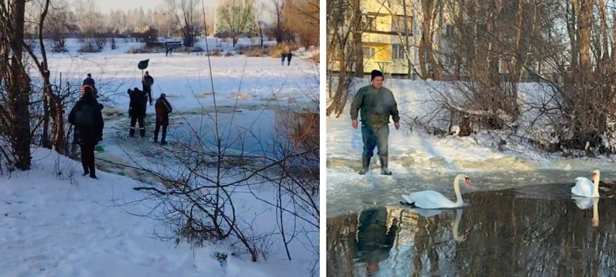 Лебеди, Брест, спасение