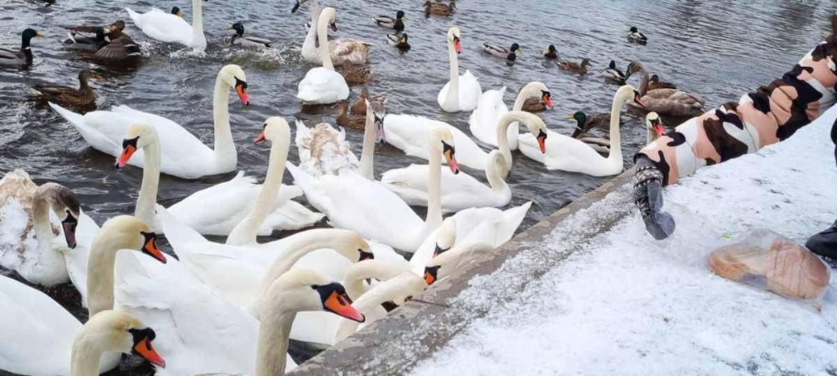 Утки, лебеди, Брест