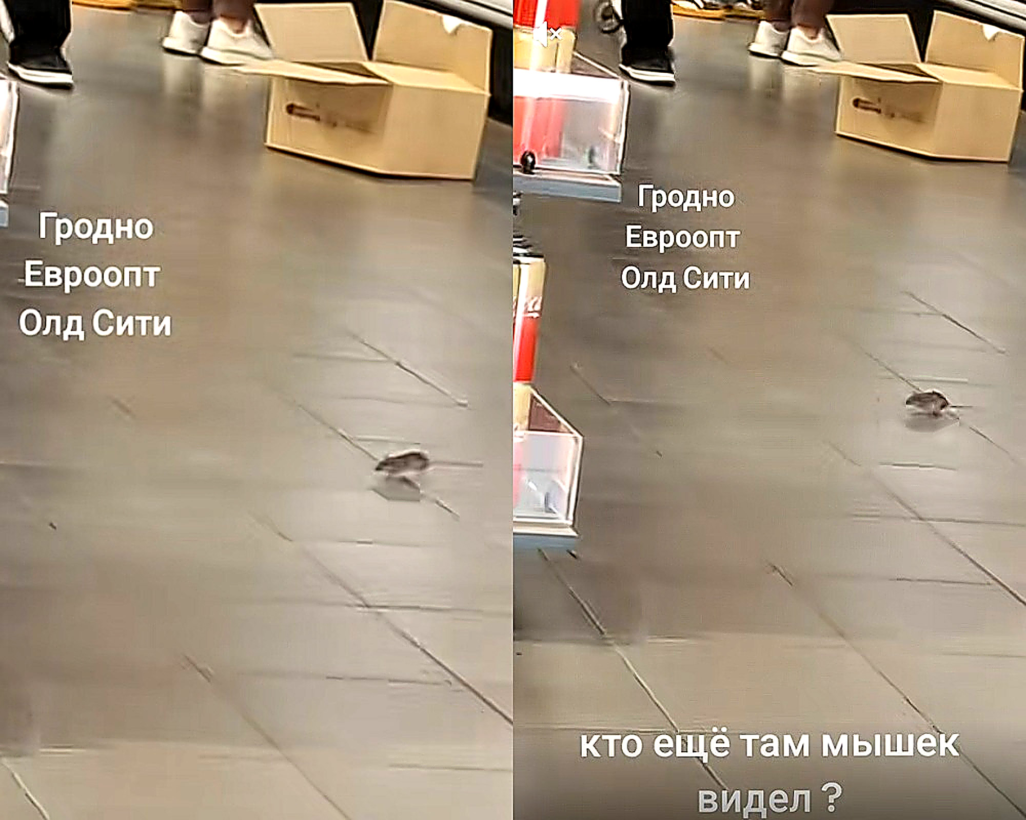 мышь в продуктовом зале