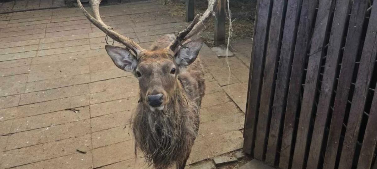 Пятнистый олень в закрытом зооуголке в Бресте.