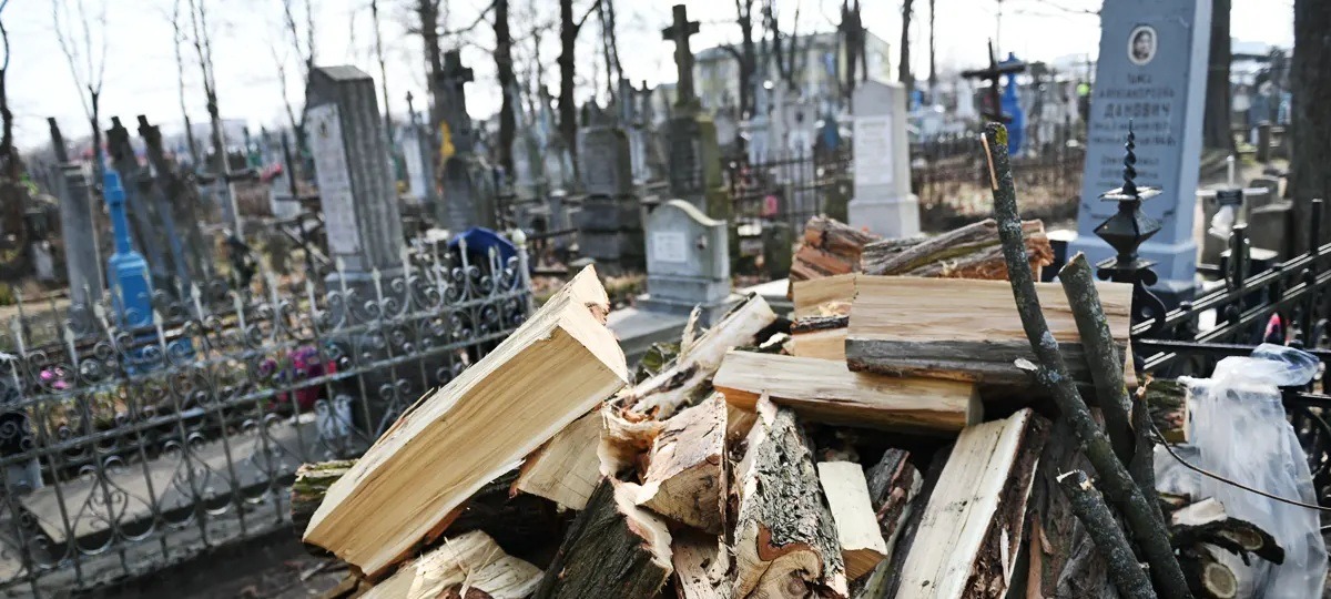 Срубленные деревья и дрова на Тришинском кладбище в Бресте