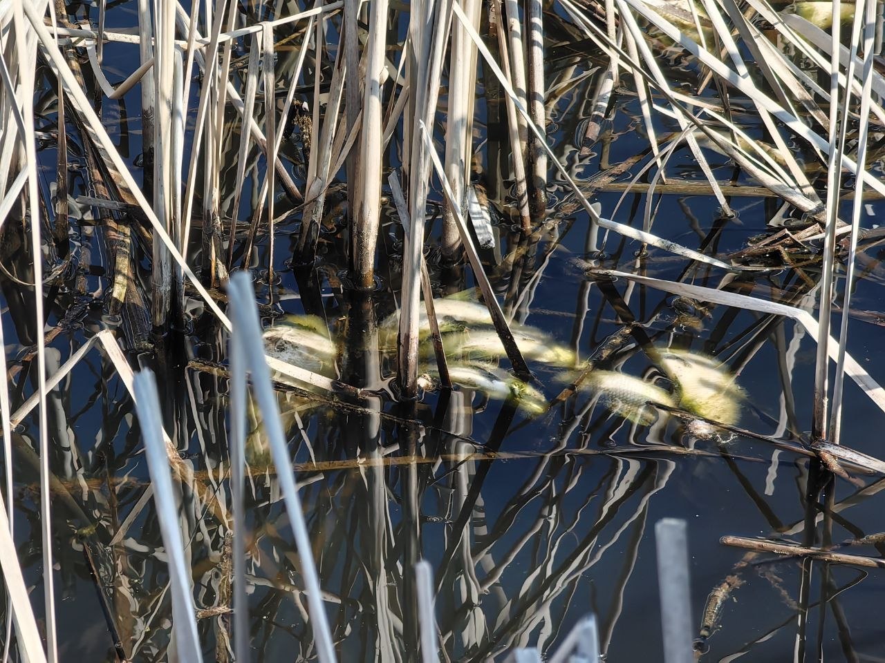 Замор рыбы на озере Погост в Пинском районе
