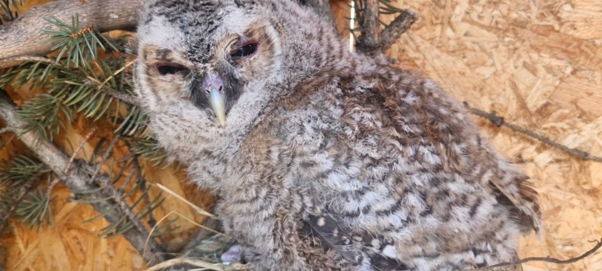 Совенок серой неясыти в Брестской крепости