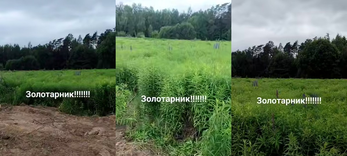 золотарник в поле